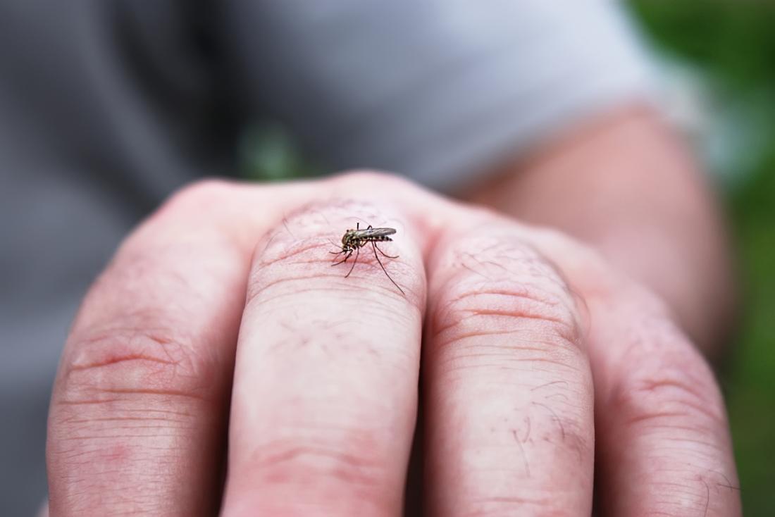 Os mosquitos espalham a dengue.