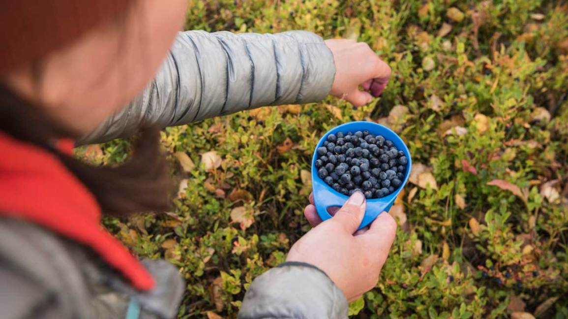 bilberry benefits 1296x728 feature