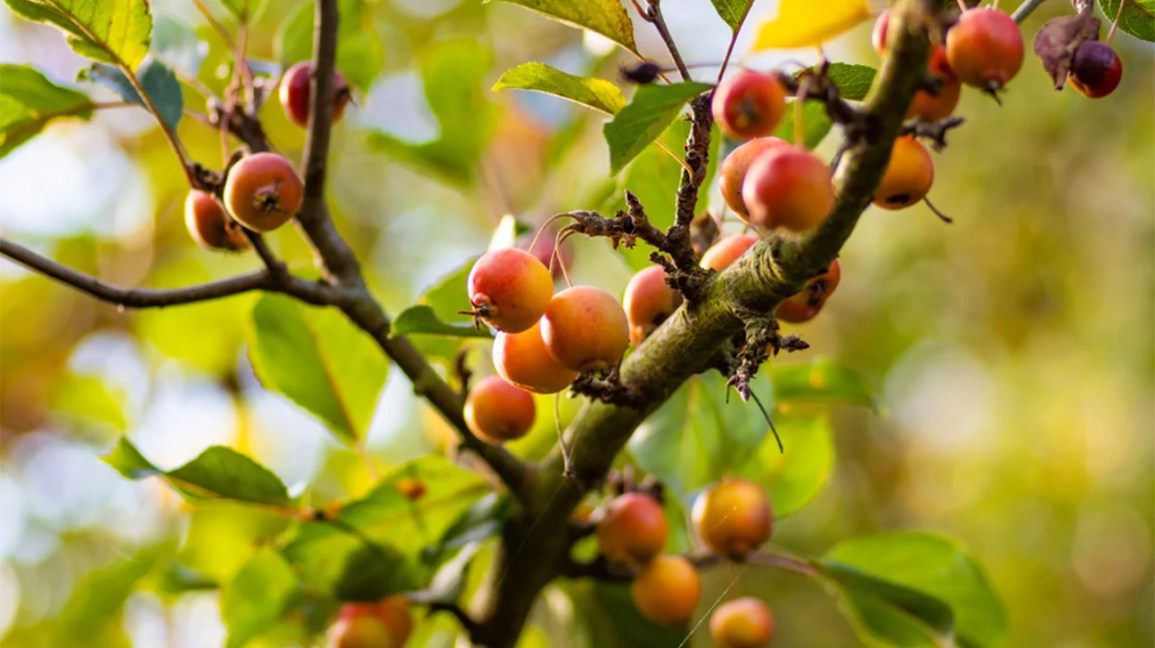 Árvore Kokum (Garcinia indica)