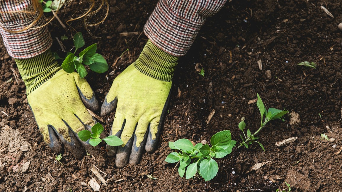 O que é ácido fúlvico e tem benefícios? 1 mãos enluvadas no solo com plantas
