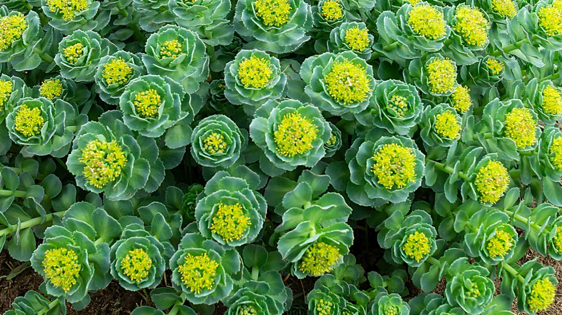 Rhodiola plant growing wild