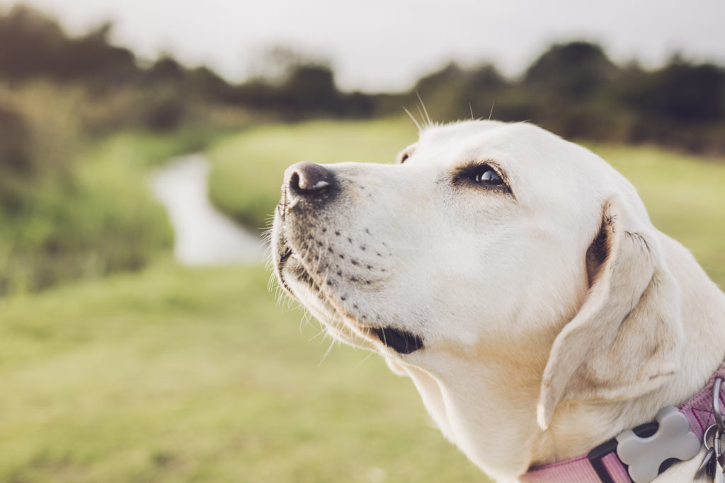 labrador retriever cheirando o ar